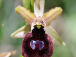 Ophrys_bertoloniiformis_x_O._garganica_route_de_Sta_Maria_di_Pulsano_3